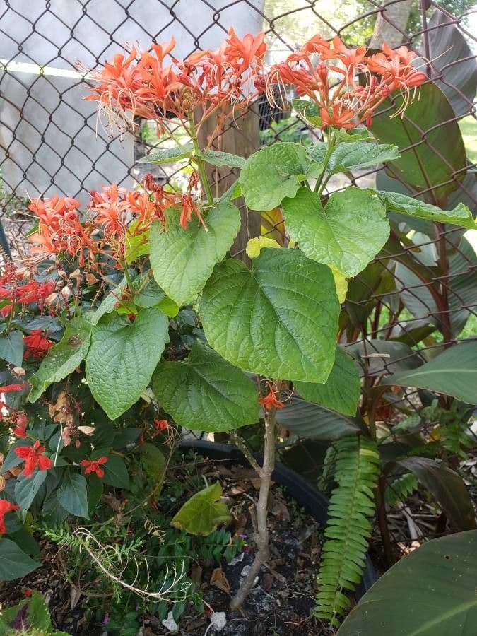 Lantana paniculata 16