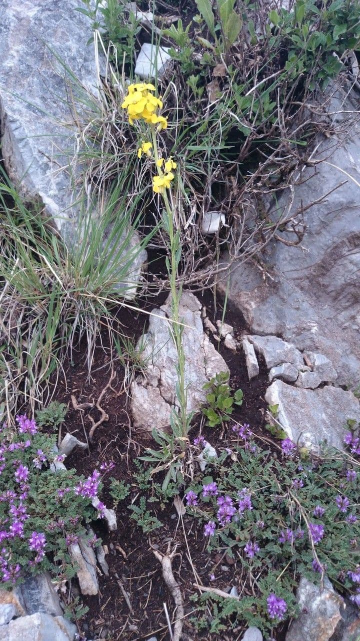Draba 4