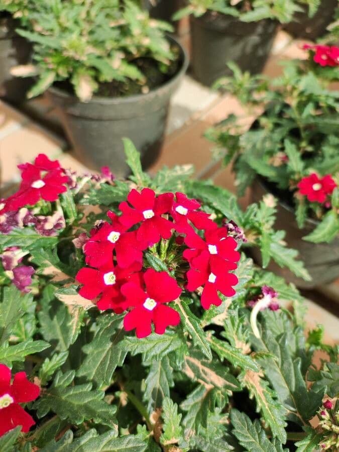 Verbena ibrida 10