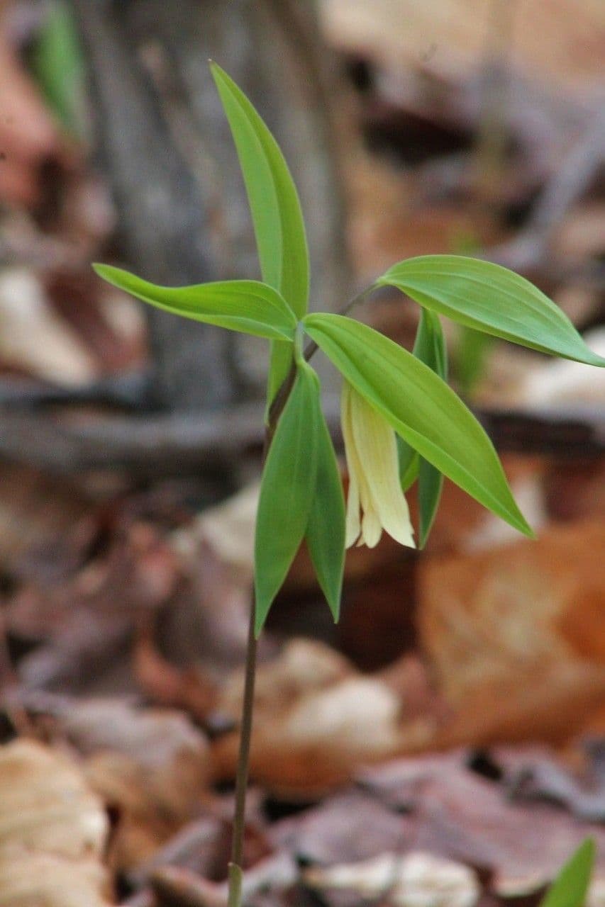 Uvularia sessilifolia 15