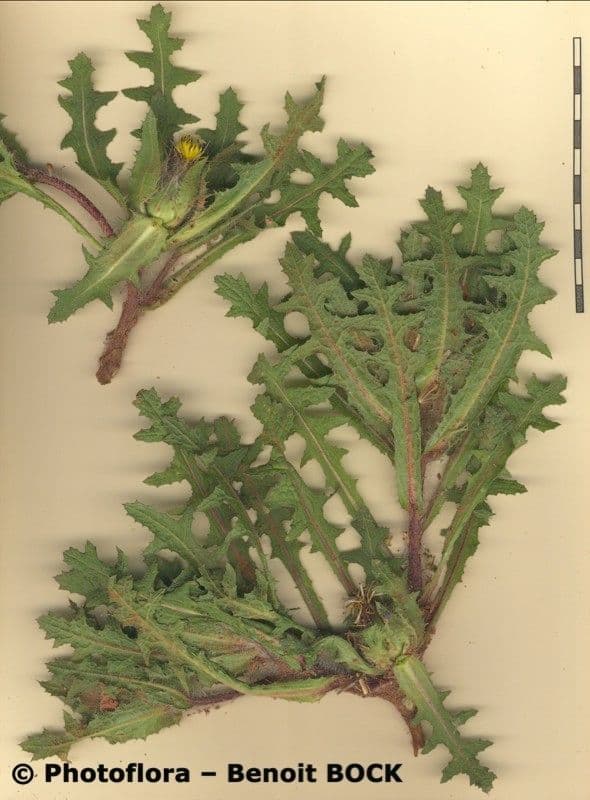 Wegdistel 29