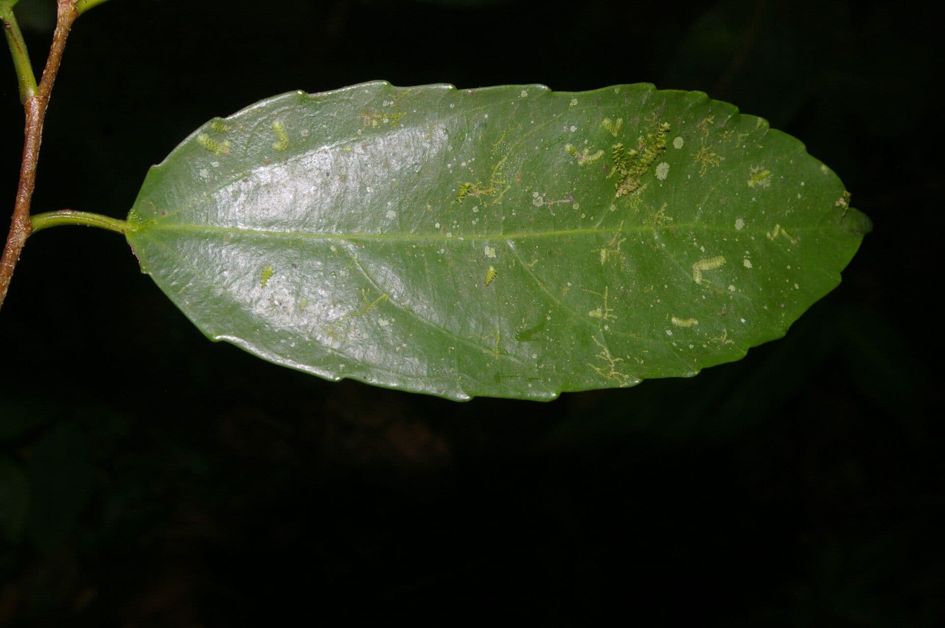 Hasseltiopsis 4
