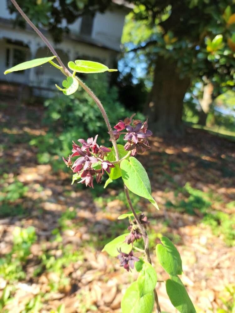 Matelea 2