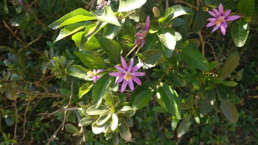 Grewia occidental 10