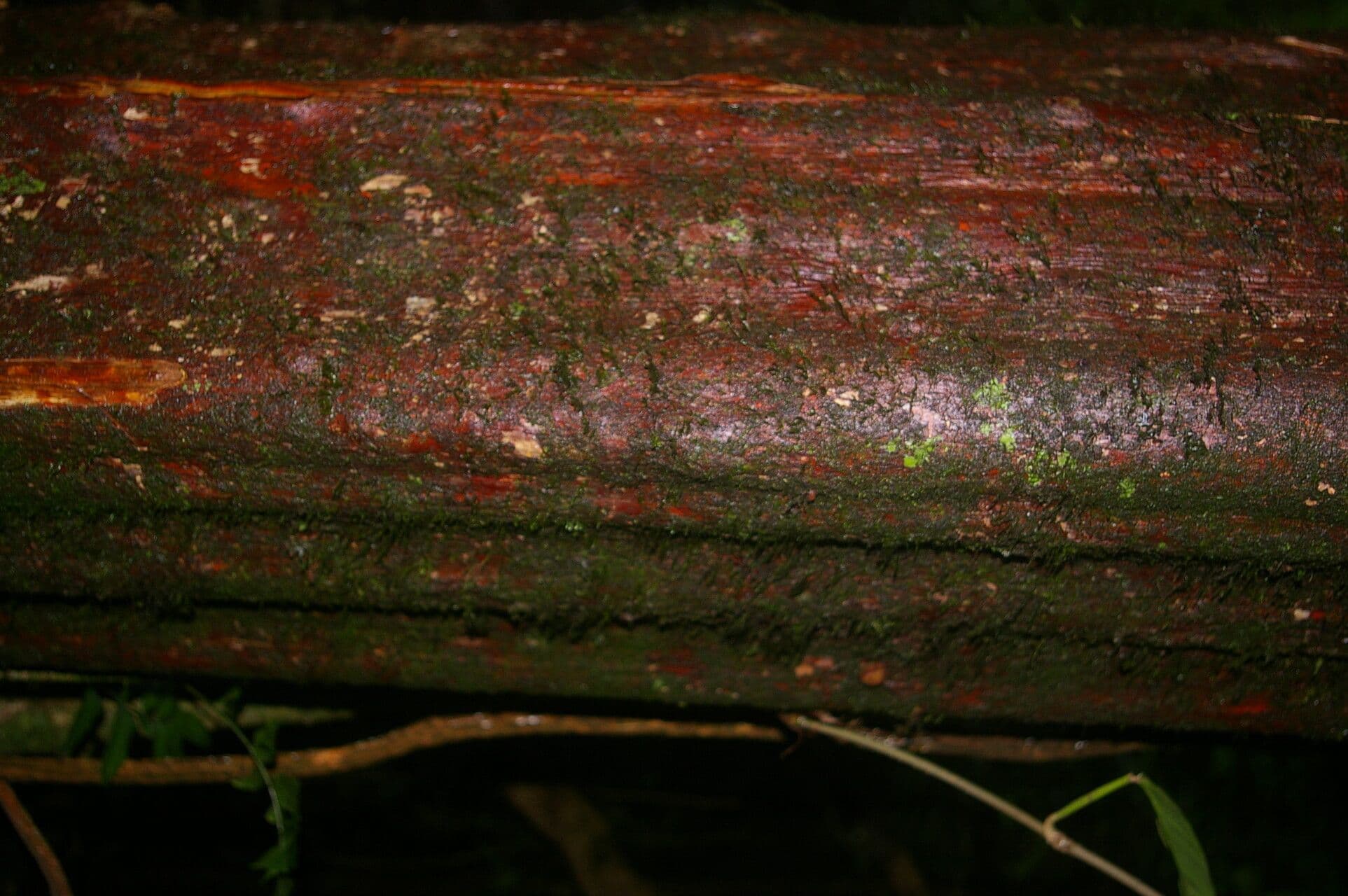 Pouteria 6