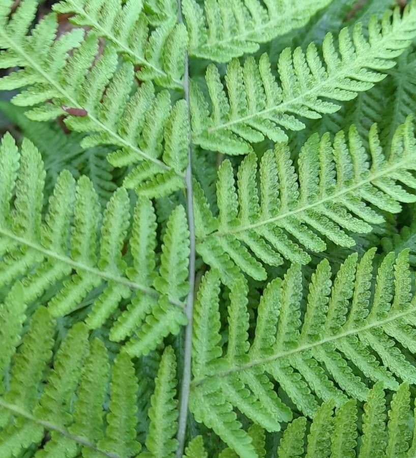 Macrothelypteris 10