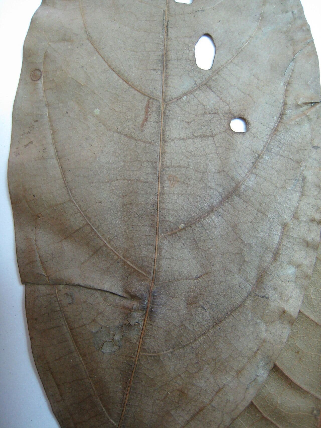Ocotea 13