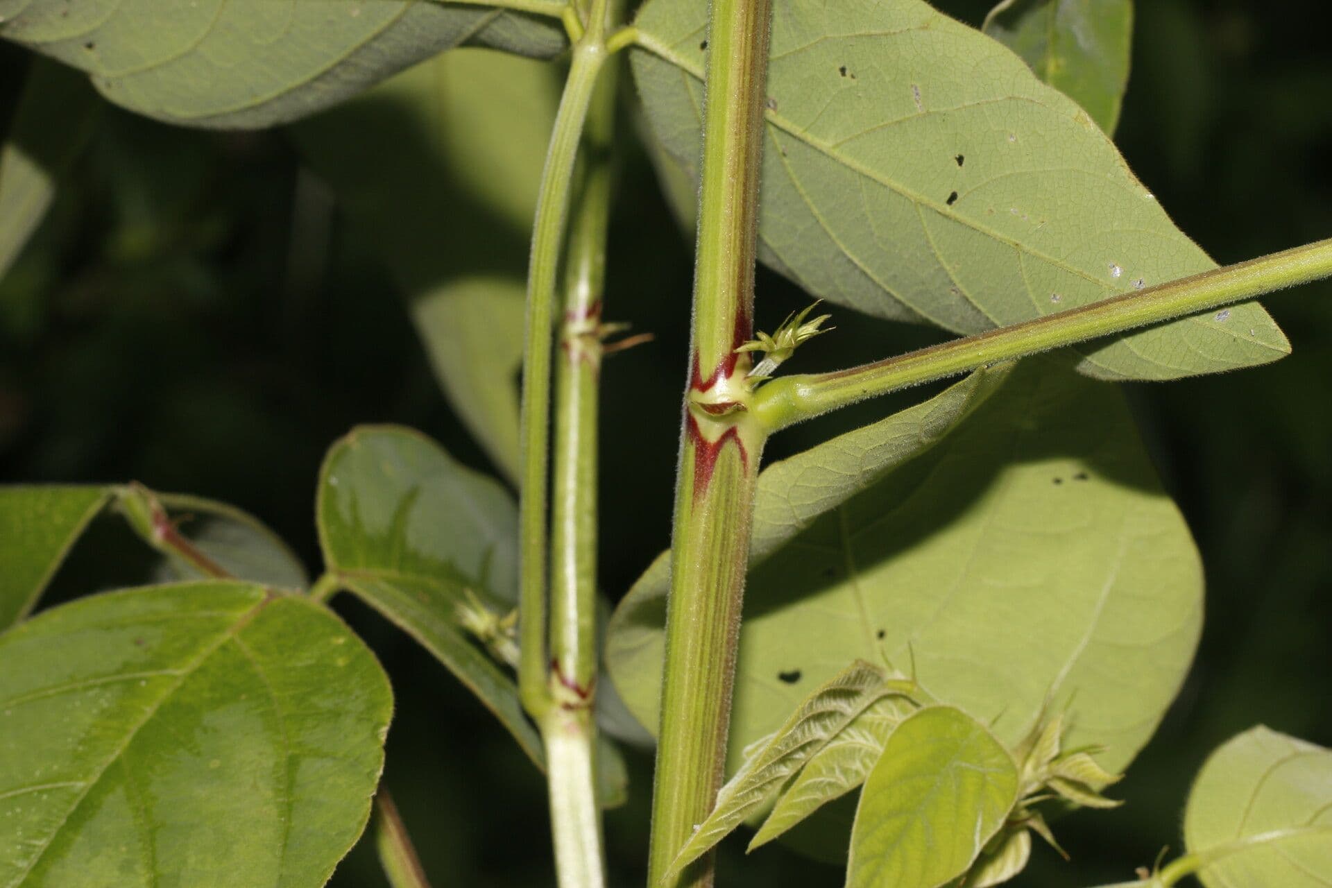 Desmodium distortum 4