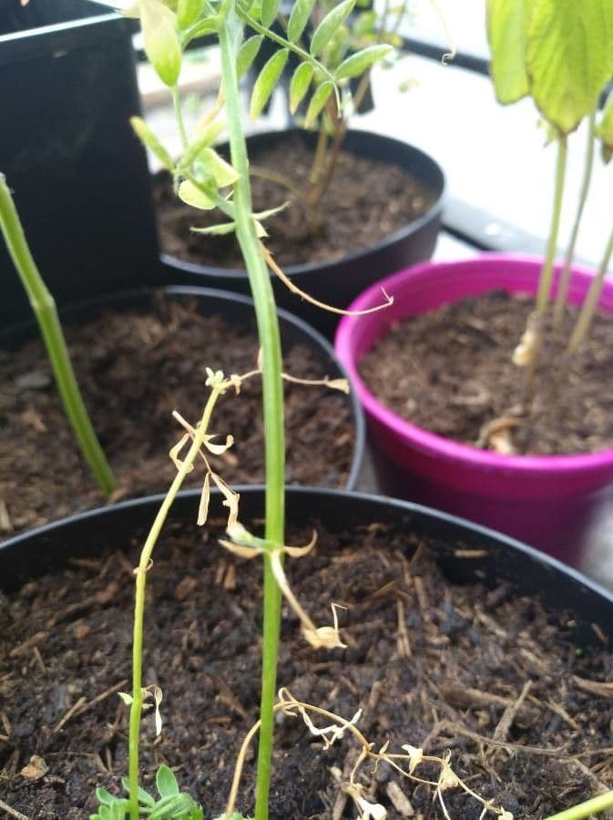 Soczewica jadalna 22