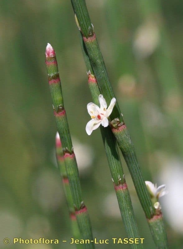 Polygonum 18