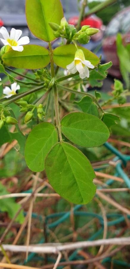 Acetosa di Barrelier 15