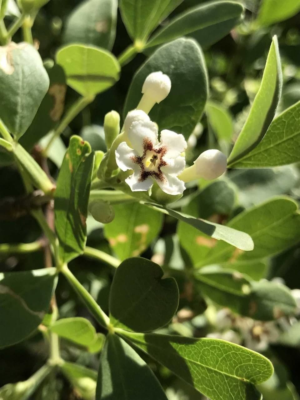 Schrebera alata 6