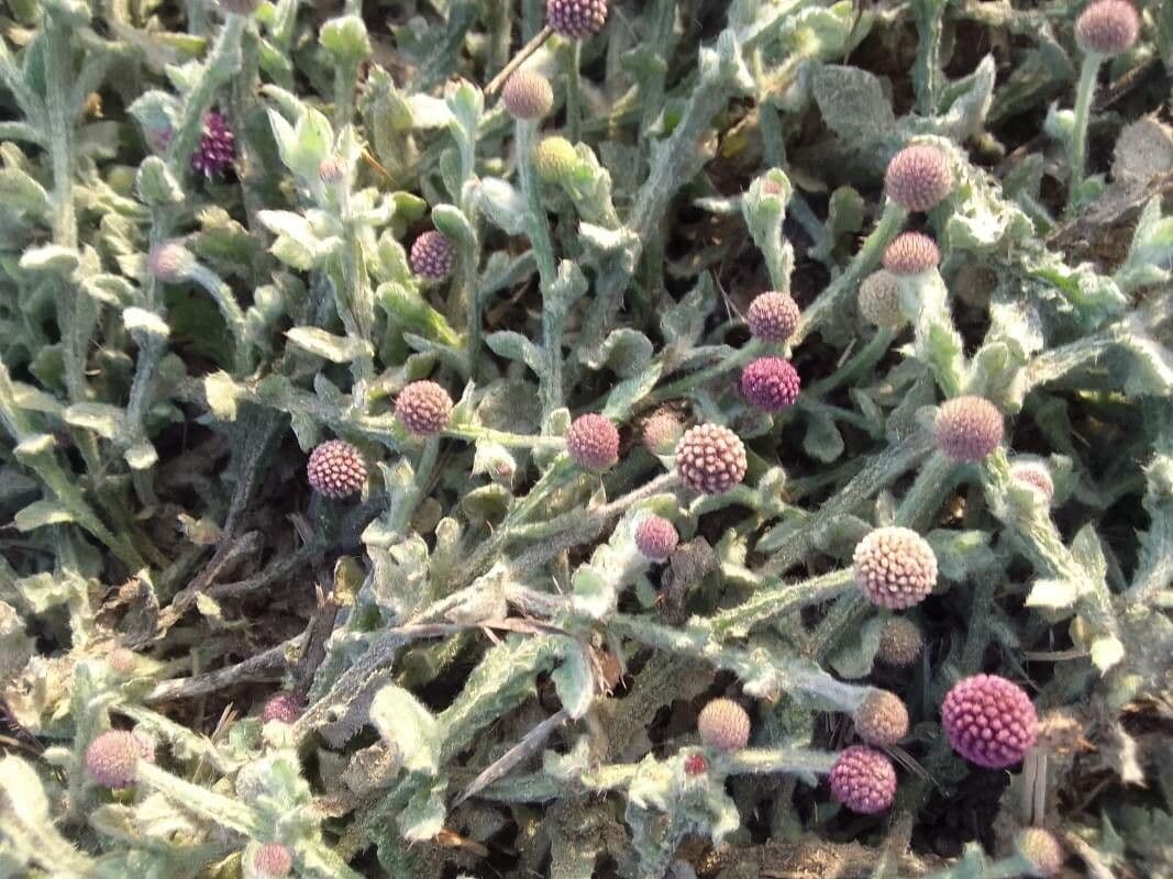 Sphaeranthus 9