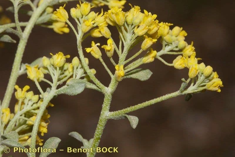Alyssum serpyllifolium 20