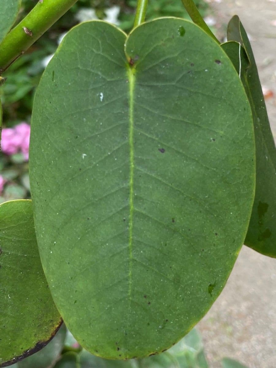 Rododendro 15