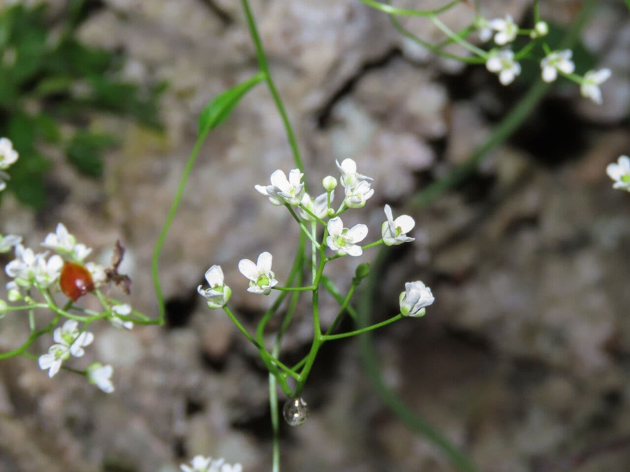 Coclearia sassifraga 7