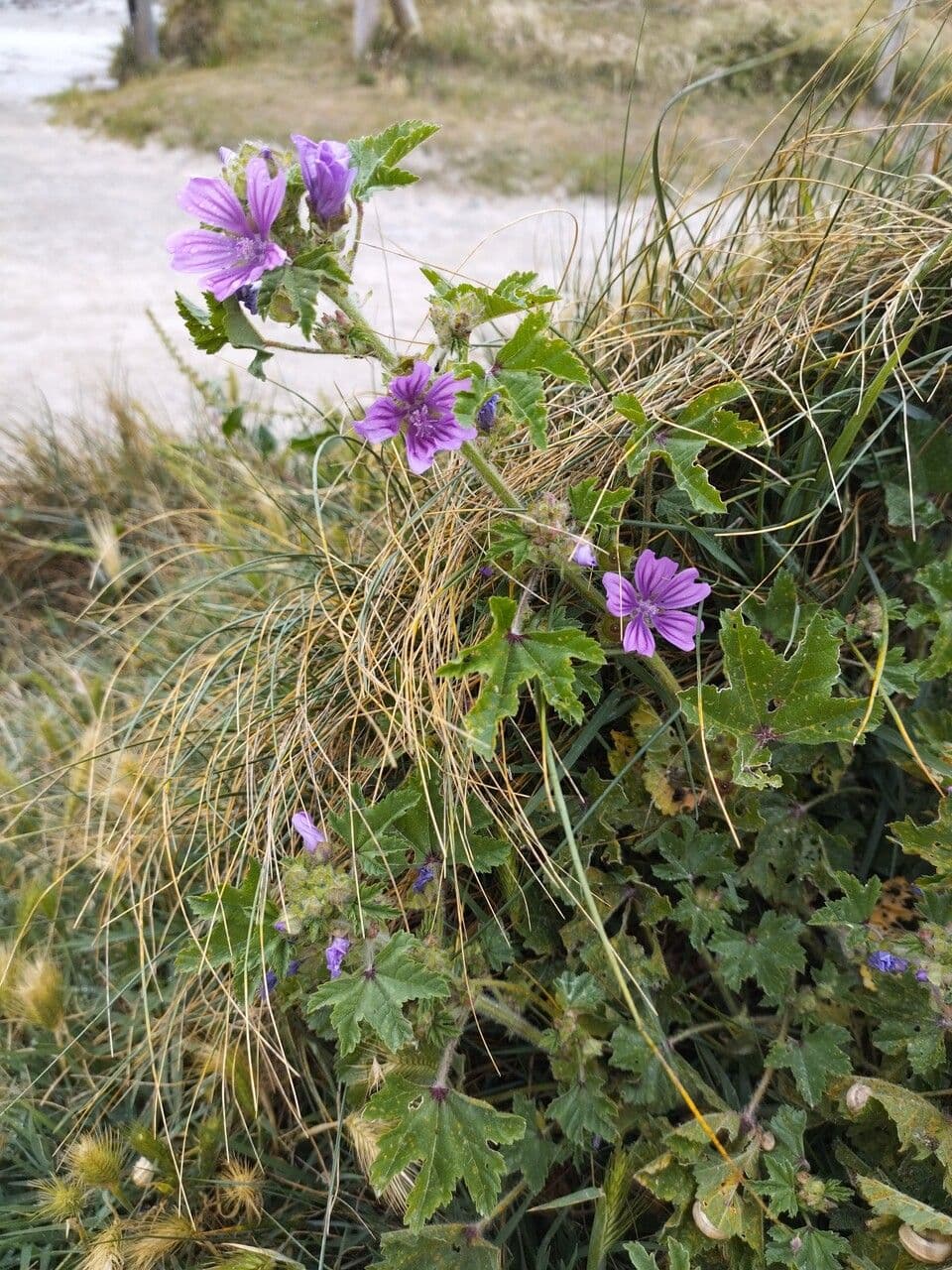 Malva selvatica 27