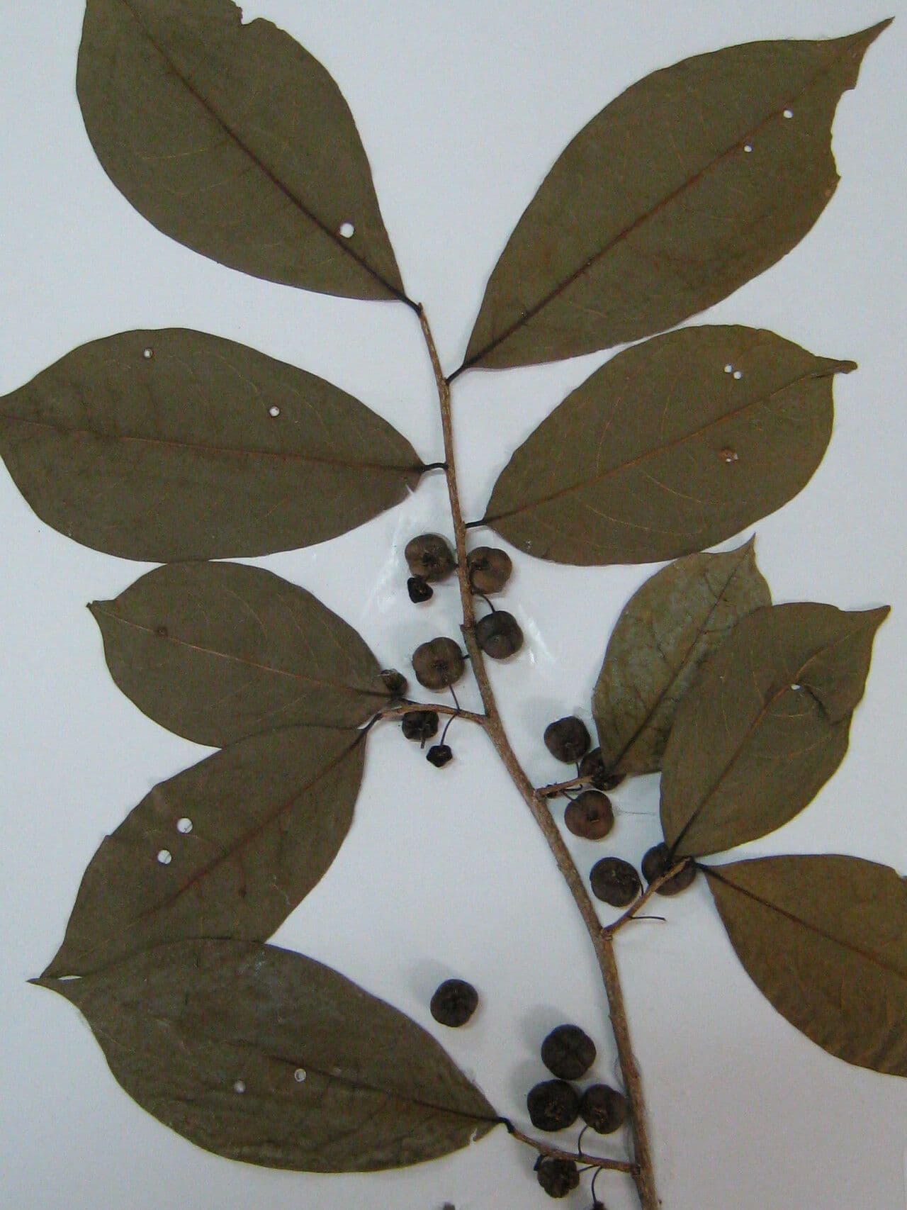 Margaritaria nobilis 21