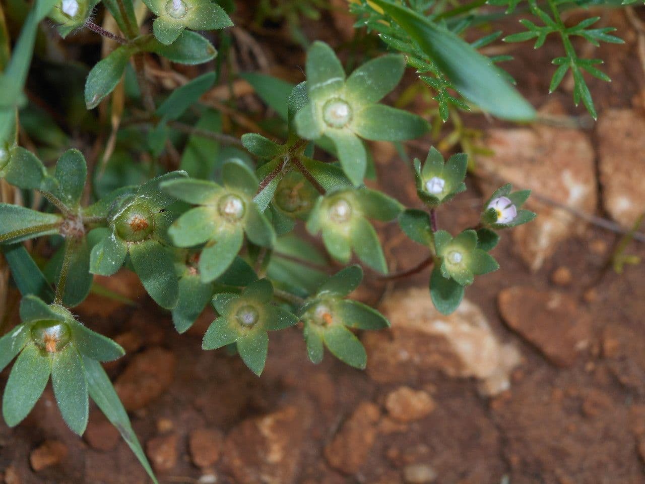 Androsace maxima