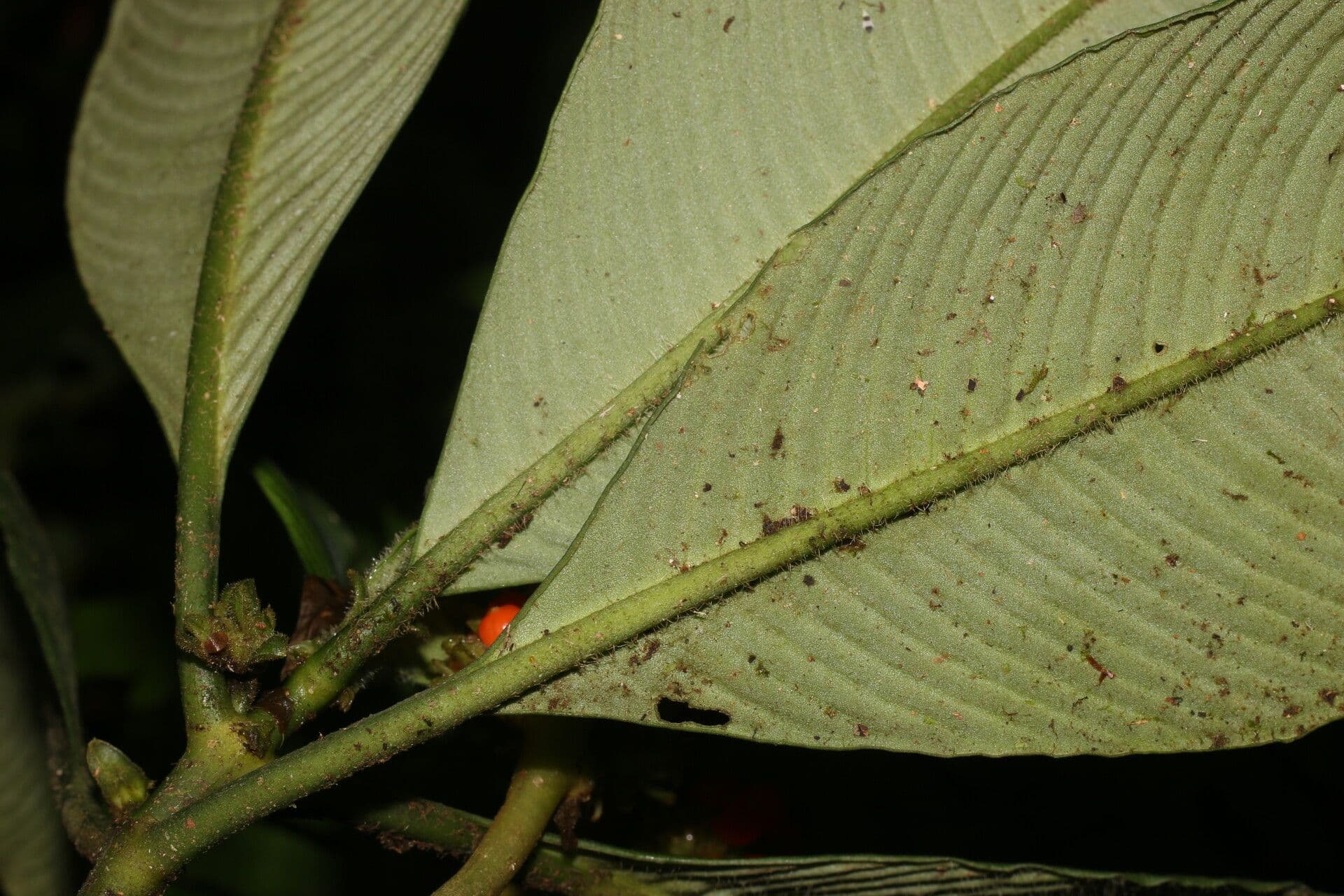 Polyphlebia 12