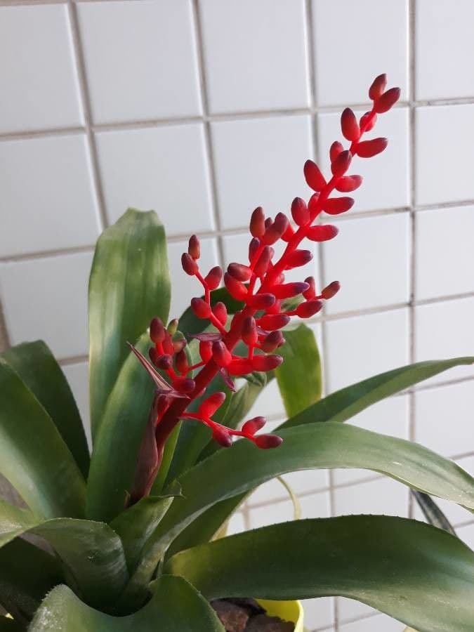 Aechmea 7