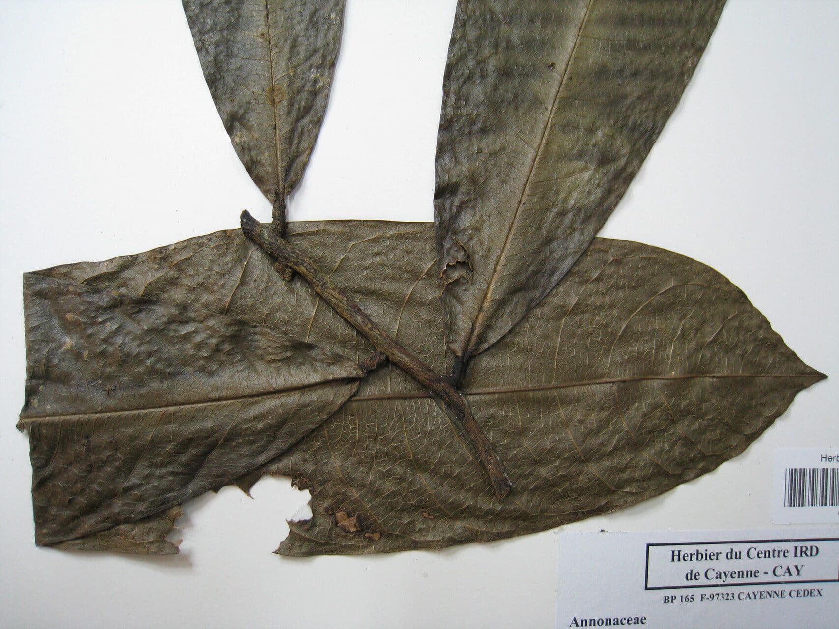 Duguetia 8