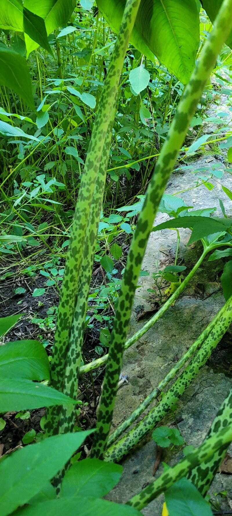 Sauromatum 15