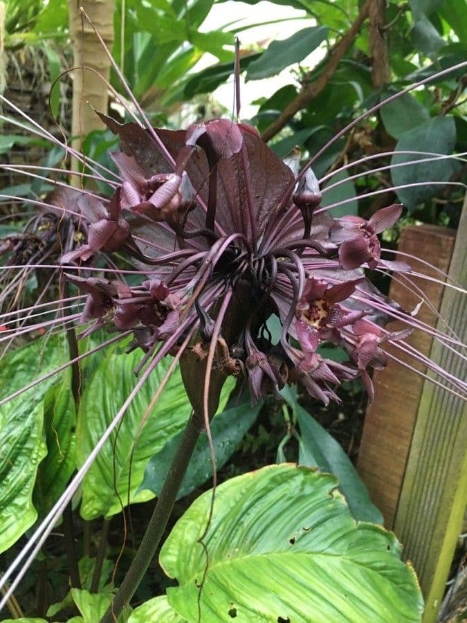 Tacca 7
