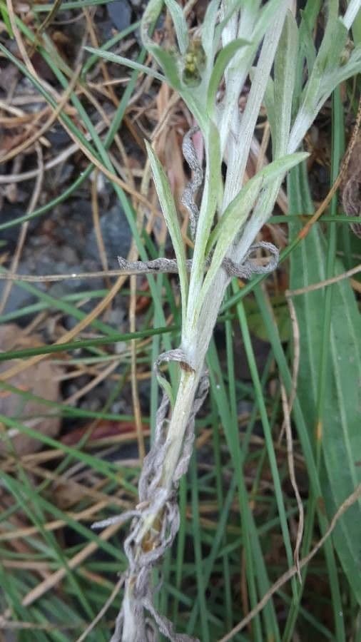 Gnaphalium 22