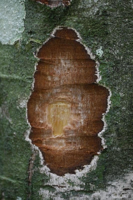 Leptobalanus 13