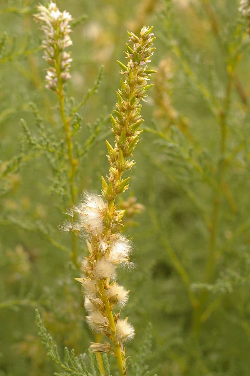 Miricaria germanica 17