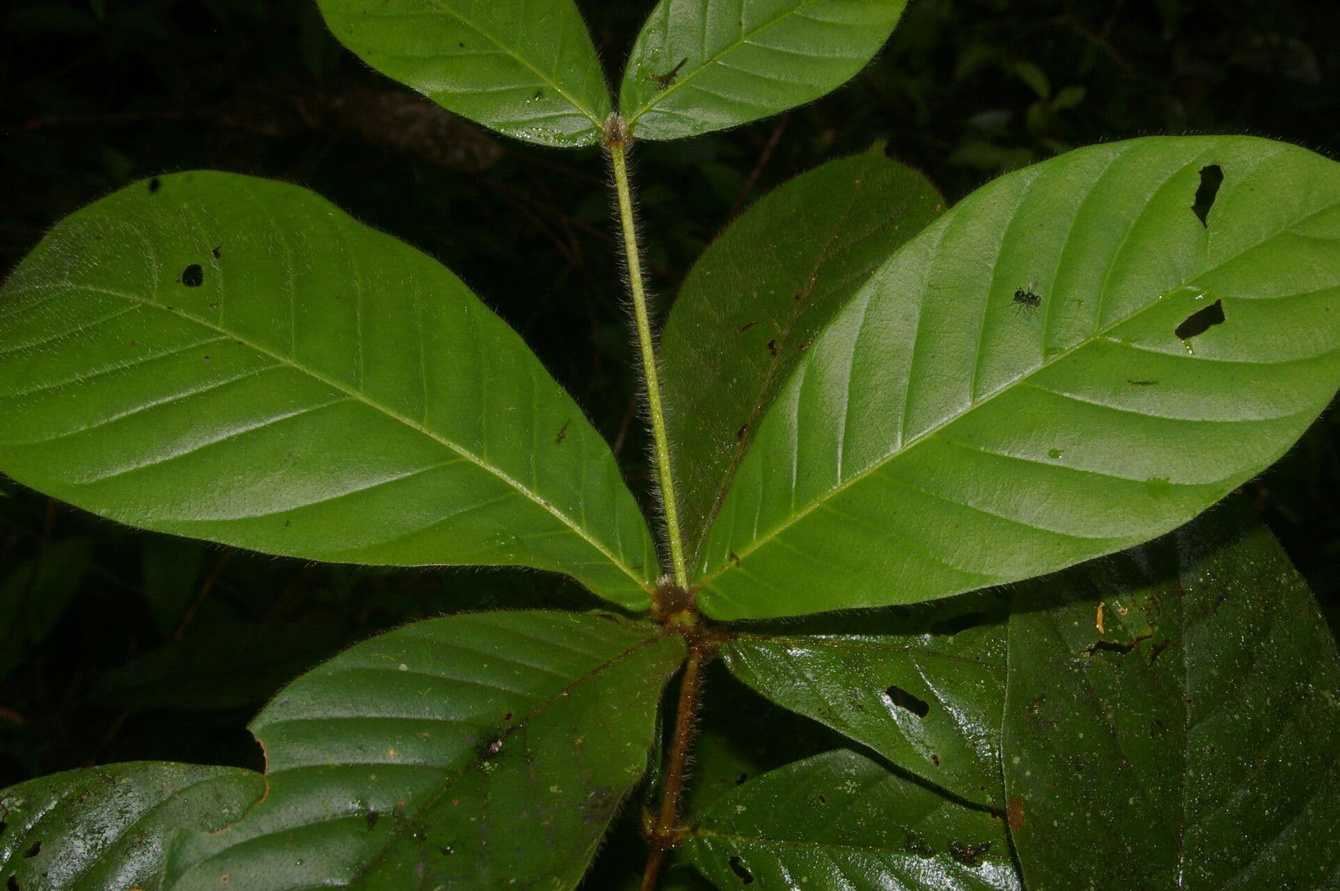 Duroia 7