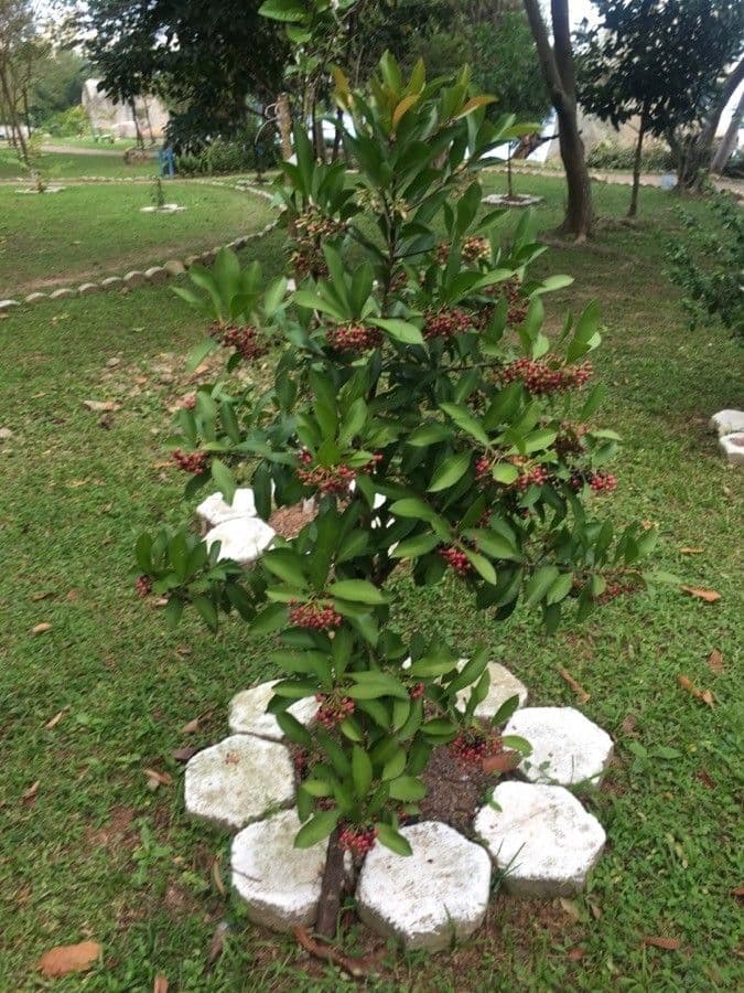 Ardisia eliptická 14