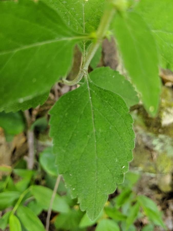 Alabama-Glockenblume 9