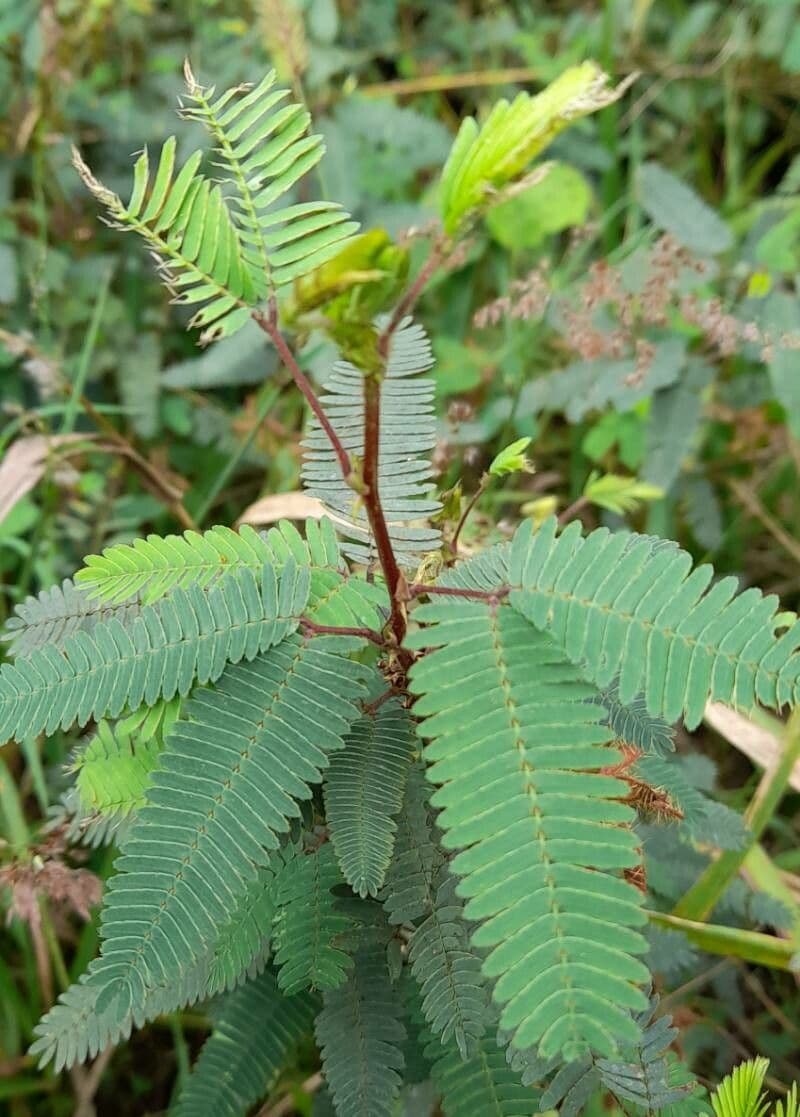 Mimosa 13