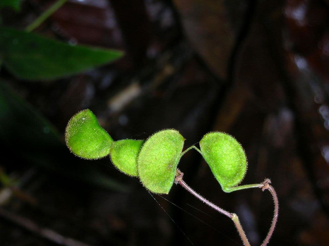 Desmodium 2
