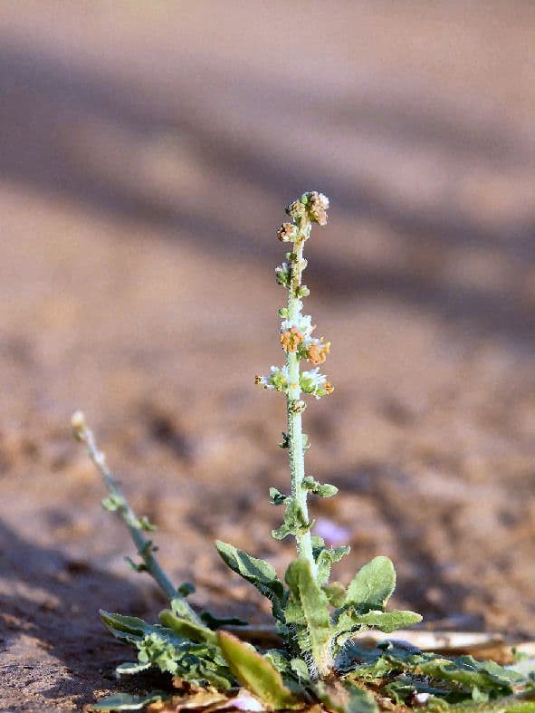 Caylusea hexagyna 4