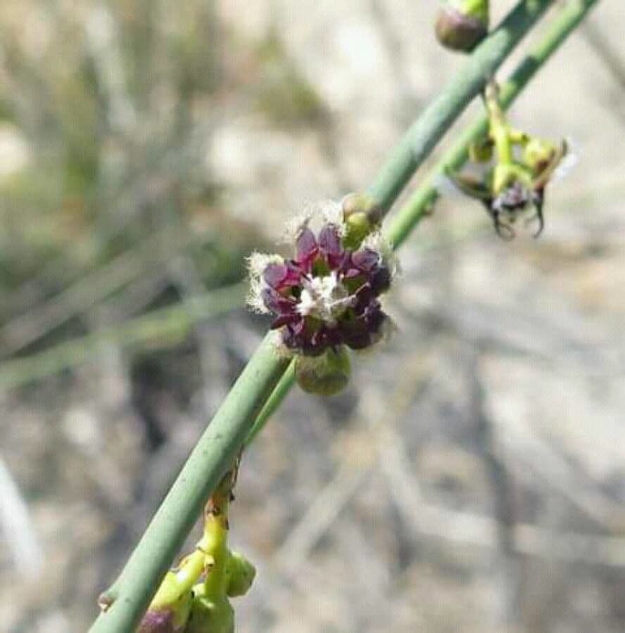 Periploca aphylla 2