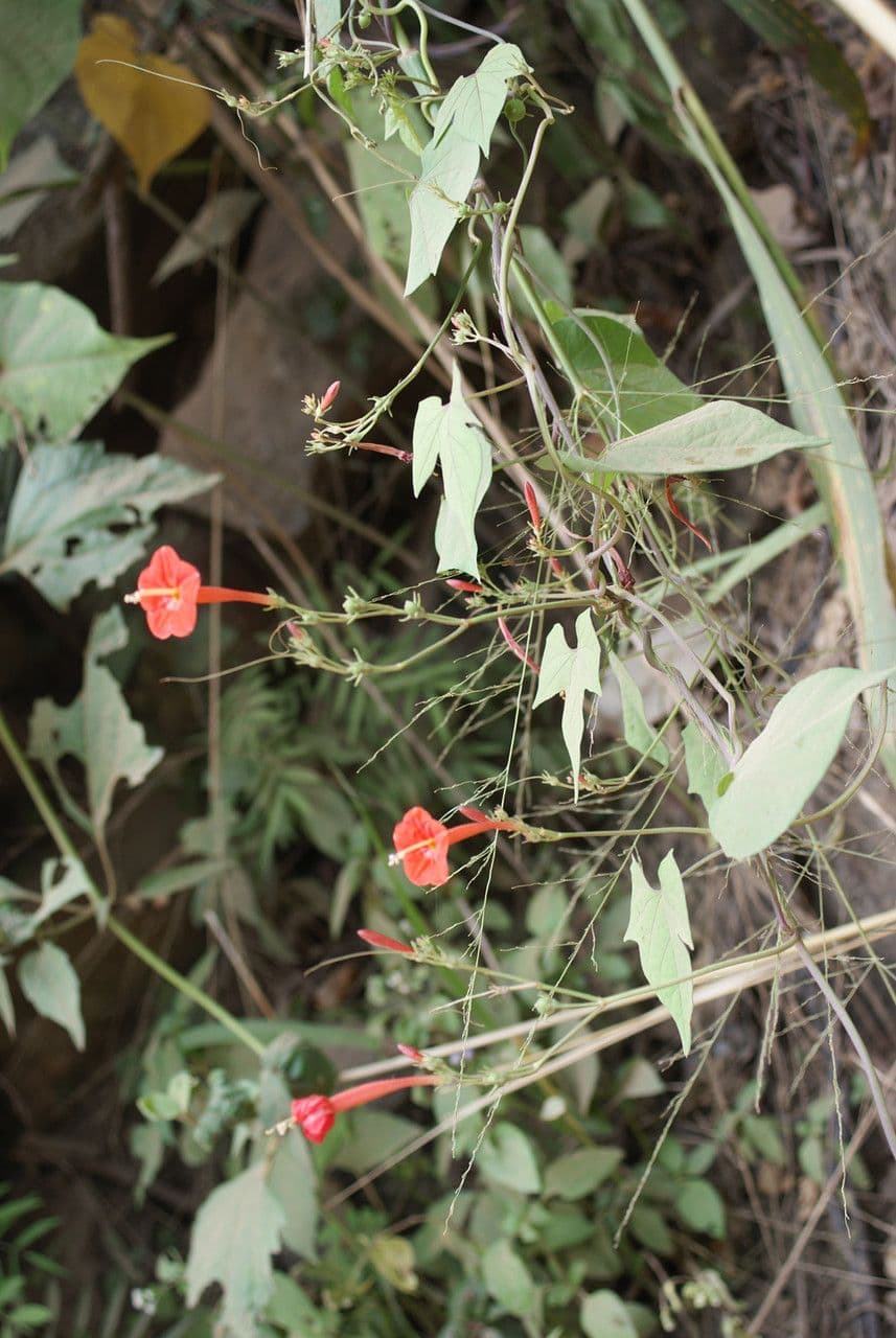 Ipomoea hederifolia 29