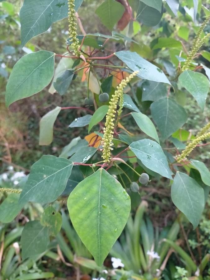 Homalanthus populifolius 7