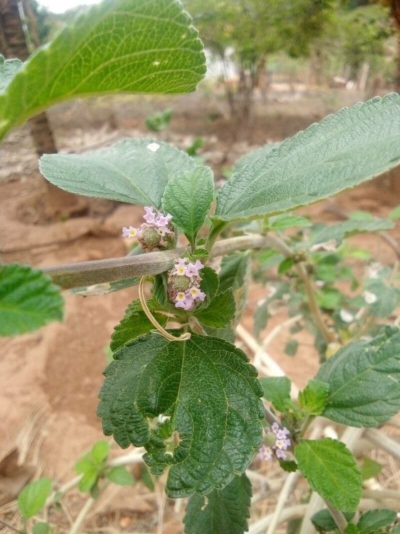 Lippia alba 25