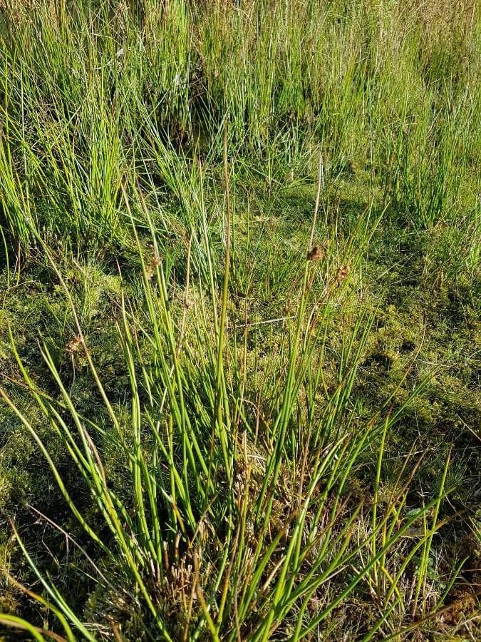 Giunco conglomerato 20