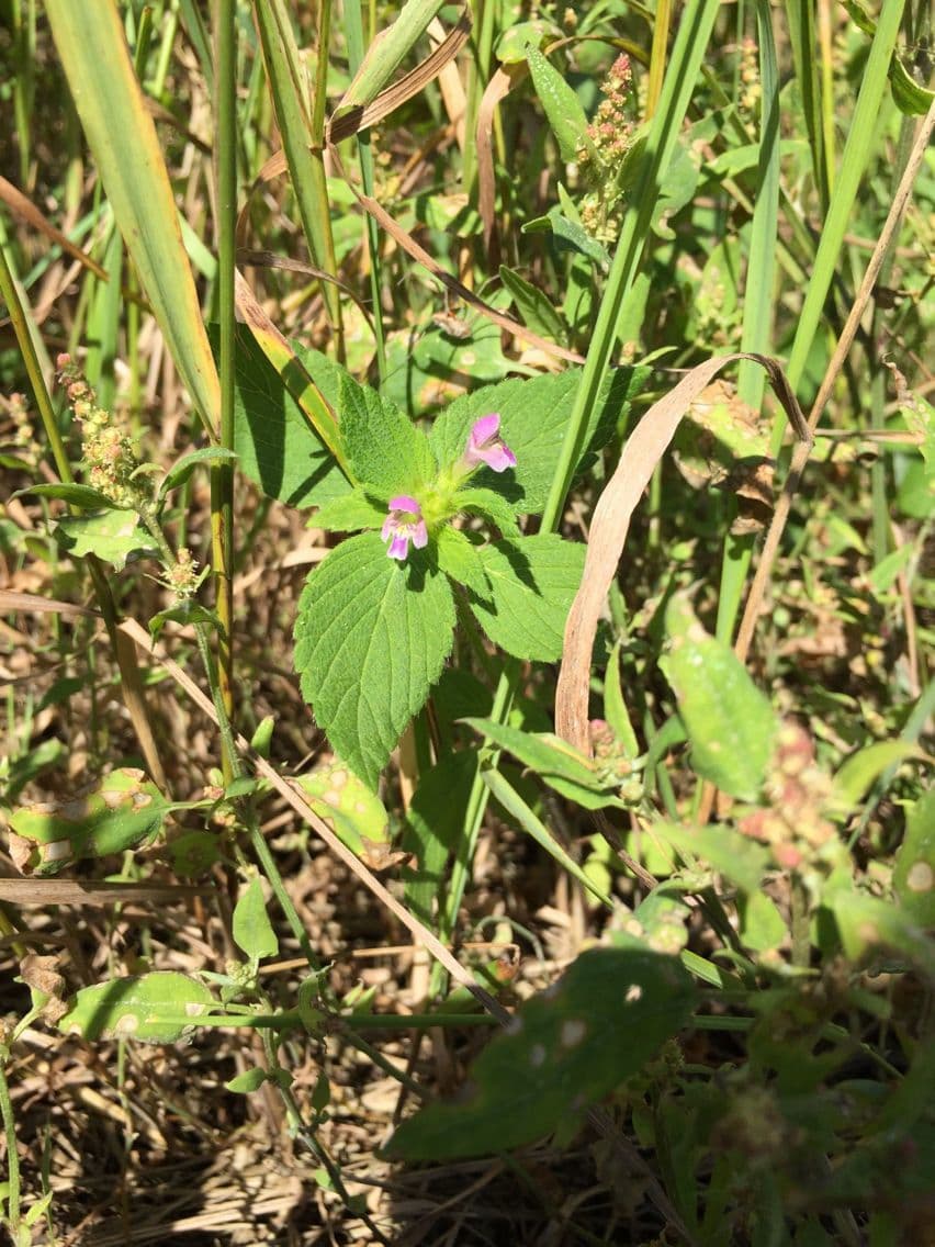 Canapetta bifida 9