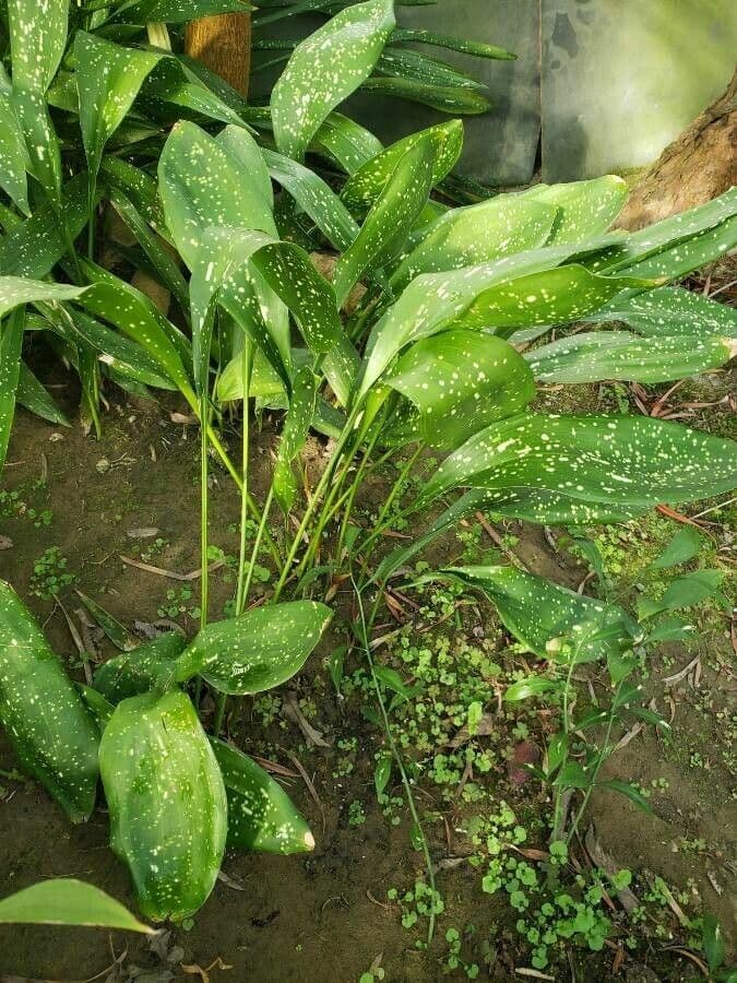 Aspidistra