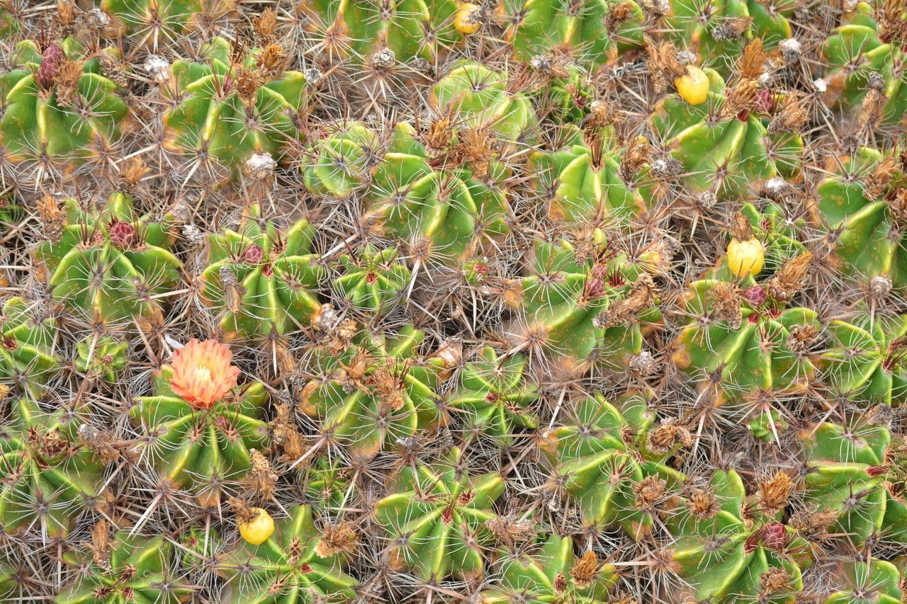 Ferocactus 9