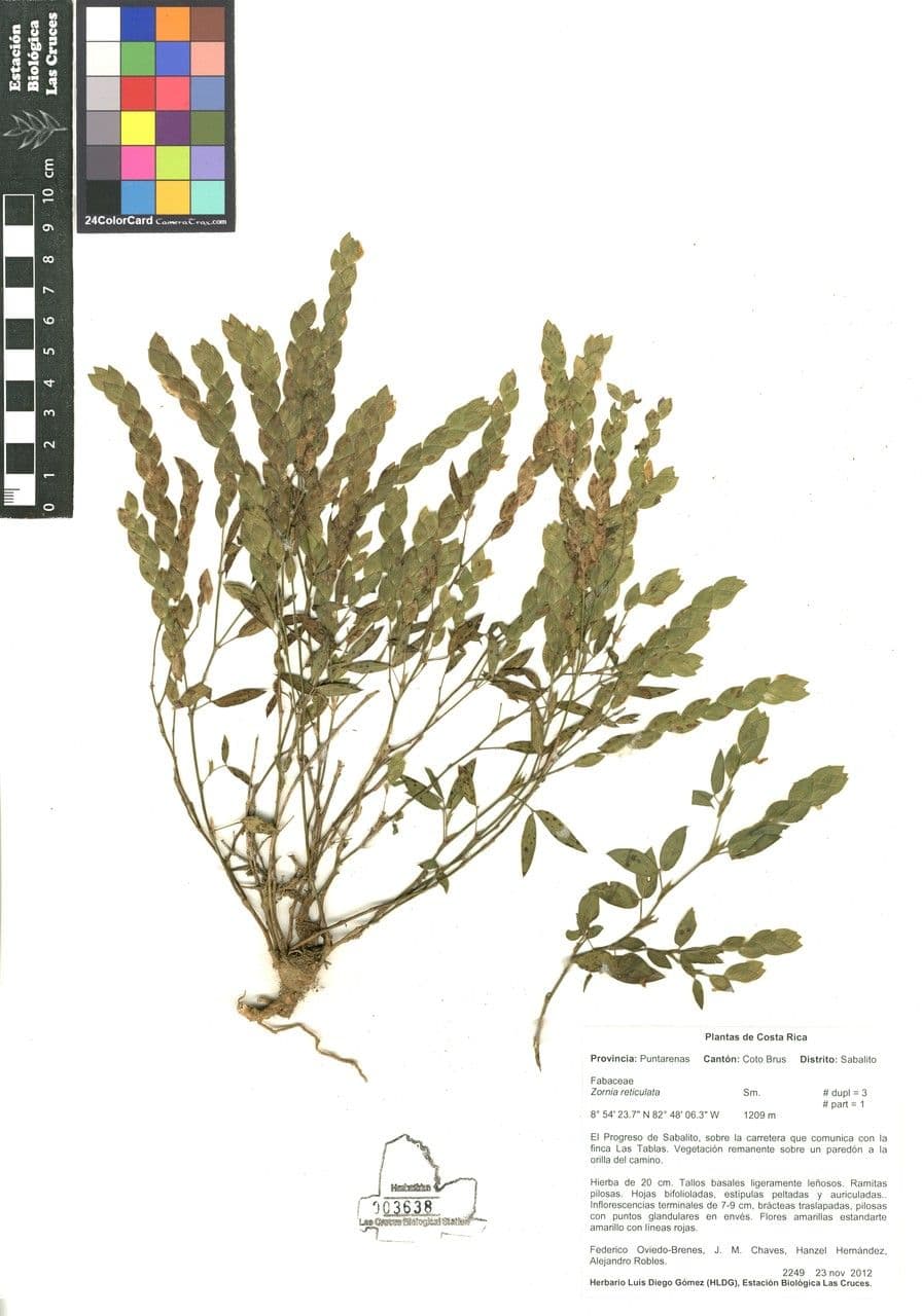 Zornia reticolata 21