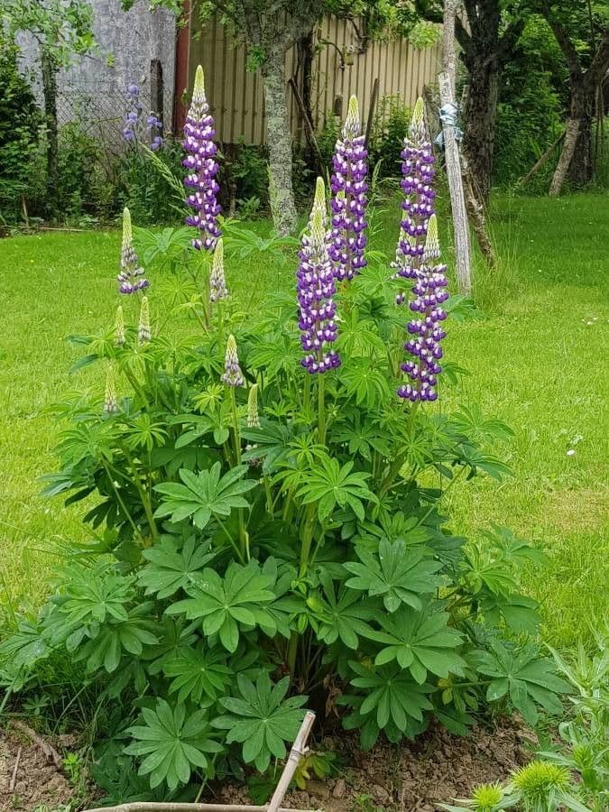 Nootka-Lupine 6