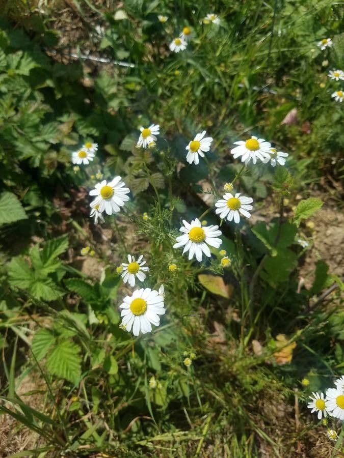 Camomilla comune 11