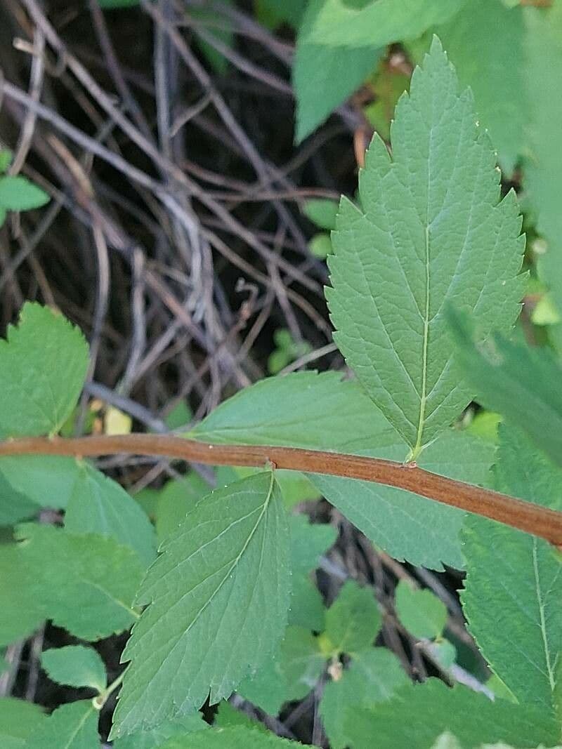 Spirea del Giappone 25