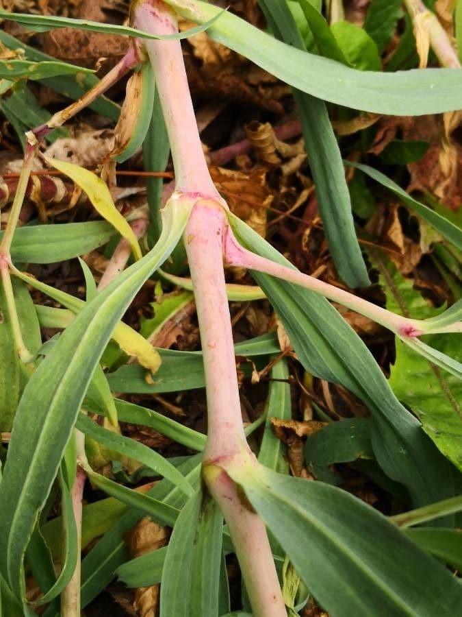 Gipsofila paniculada 21